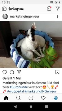 Beispiel für einen nicht-fachlichen Instagram-Post - Bürohunde sind nicht nur auf Instagram ein emotionales Trend-Thema